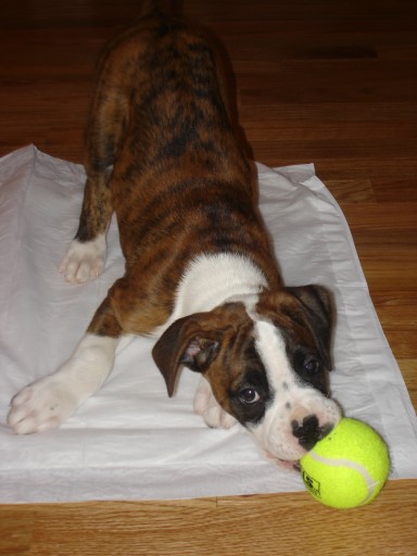 murphy
