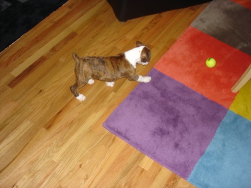 murphy