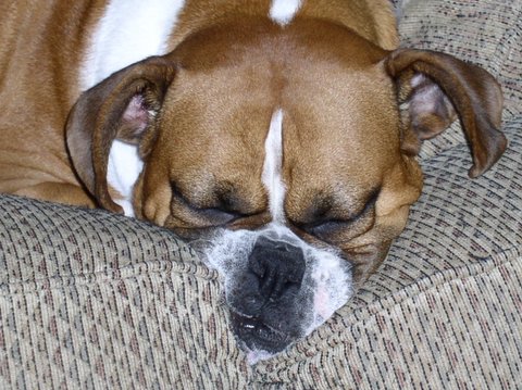 MUSH FACE