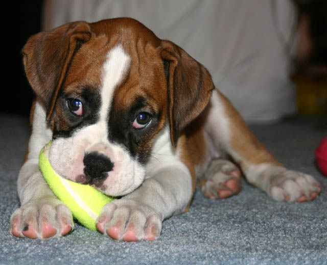 mushy puppy!!!