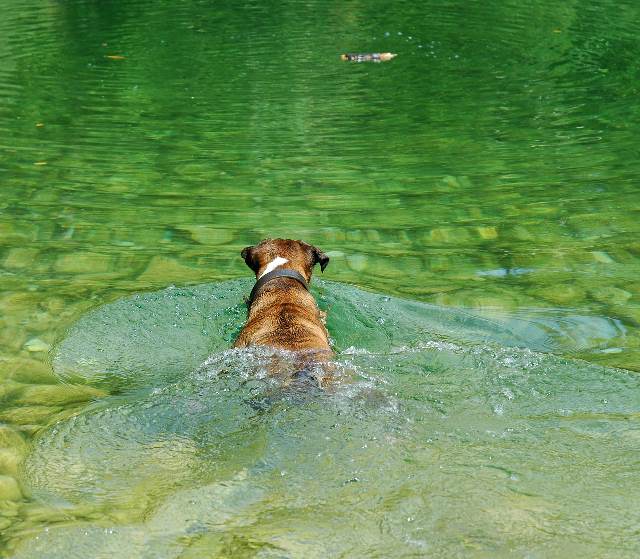 Must be part labrador...