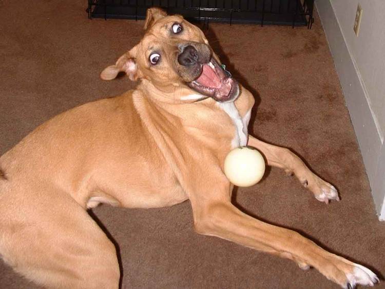 must.............get.................ball