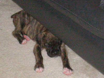 Must hide to sleep