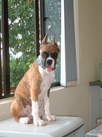My 1st puppy - Gordon