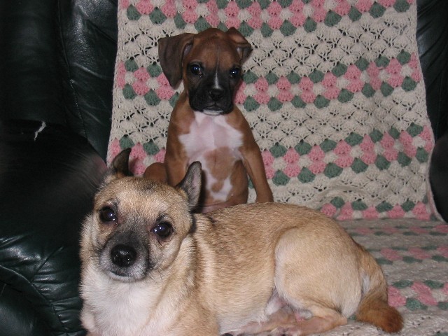 My 2 fur babies
