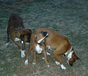 My 3 babies!