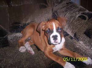My Ares