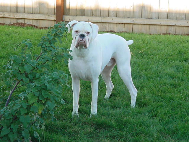 My Arley