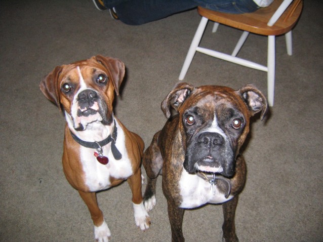 my babies.