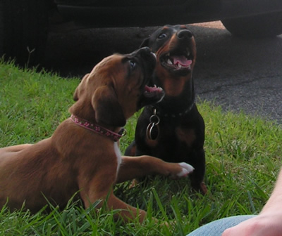 My babies..