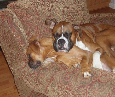 My babies