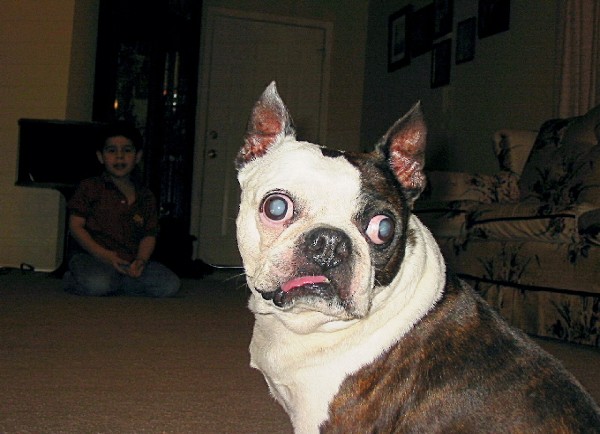 My Baby Bluto