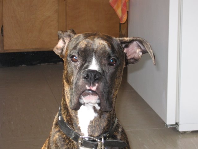 My baby boy Max