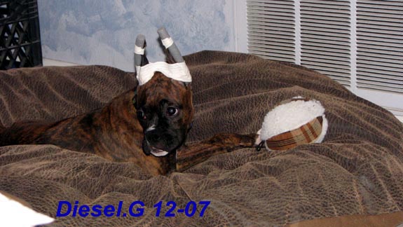 My baby Diesel