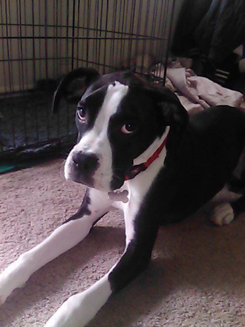 My baby Diesel