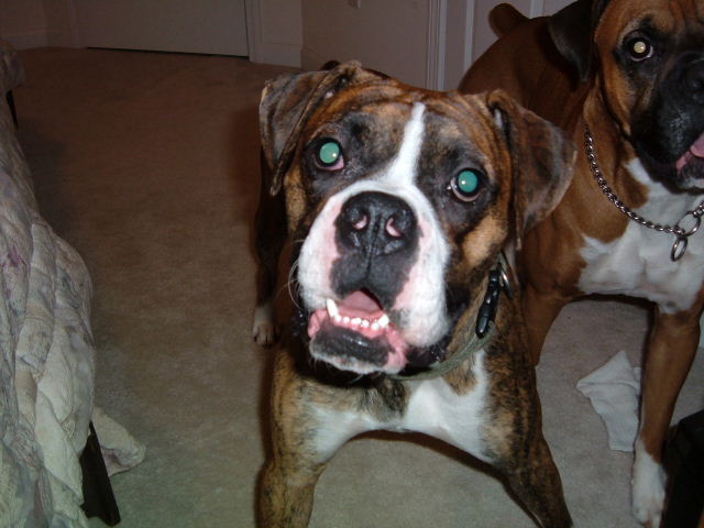 my baby dog