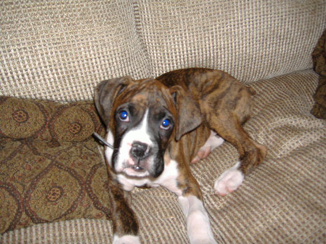 My Baby Max
