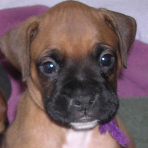 My Baby Maximus