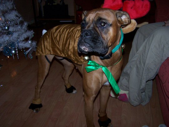 my baby ready to help santa!!!