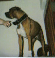 My baby, Rocky Balboa