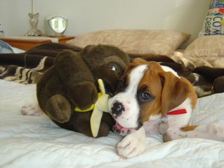My Banana!