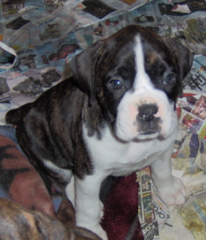 My beautiful 7 wk old Sadies.