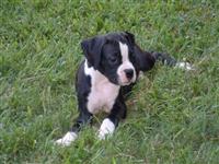 My Beautiful Black and White Boxer