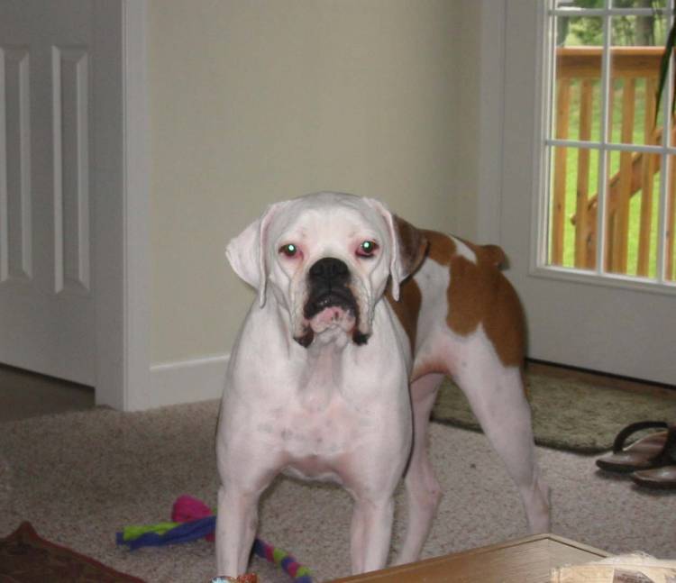 My beautiful girl, Greta