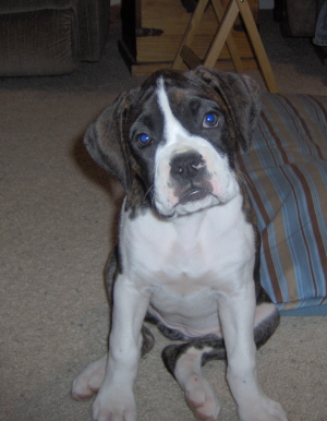 My Beautiful Sadie