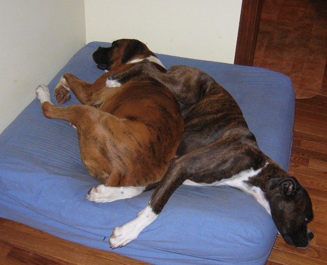 My Bed