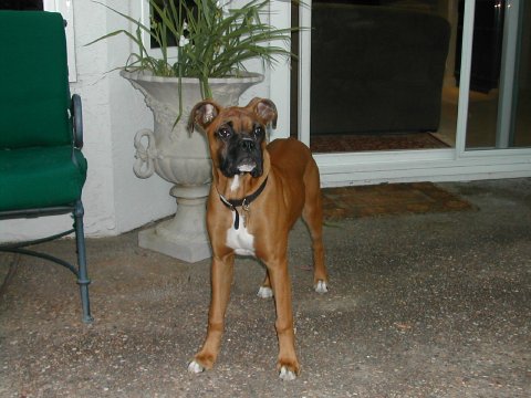 My big boy Cooper