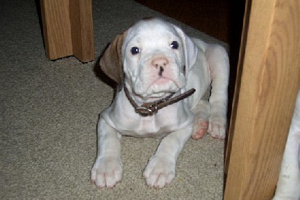My big boy Tank