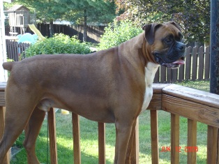 My Big Boy