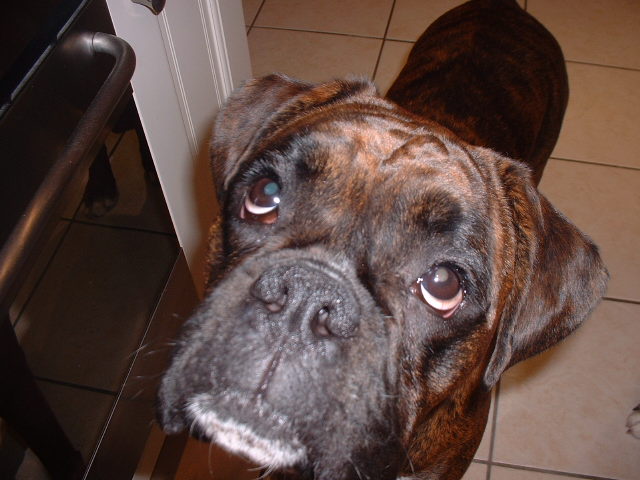 My big girl Lola