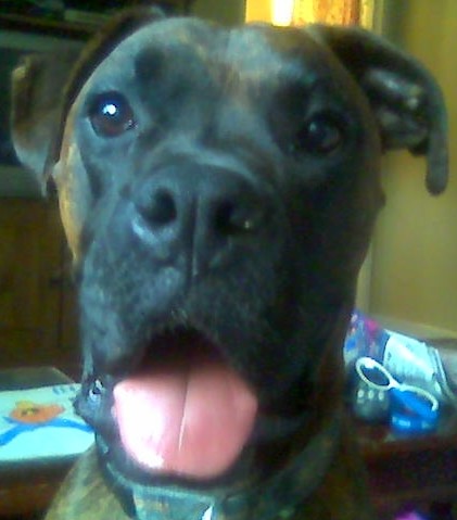 My Big Luv Bug Rocky