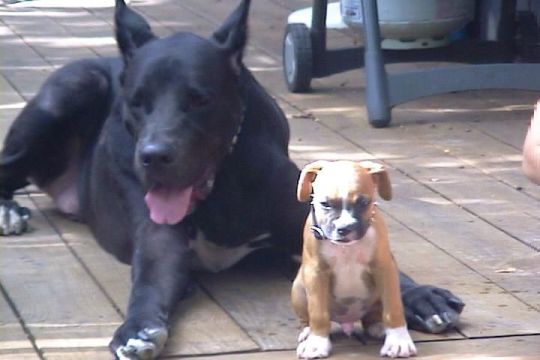 My Bodyguard
