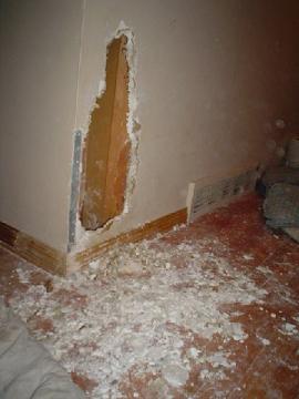 My boxer ate the wall!
