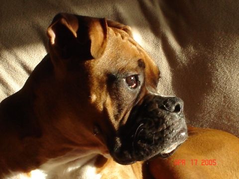 My Boxer Boy