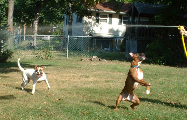 My Boxer Kangaroo