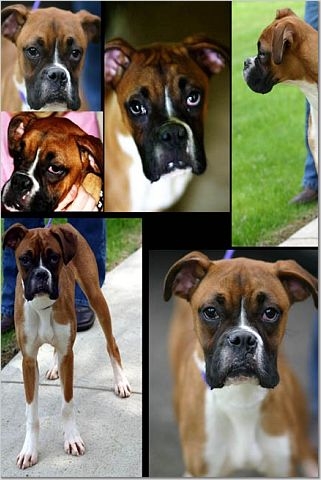 My boxer, Mina