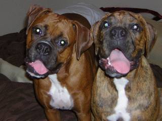 My Boxer Puppies Smililing