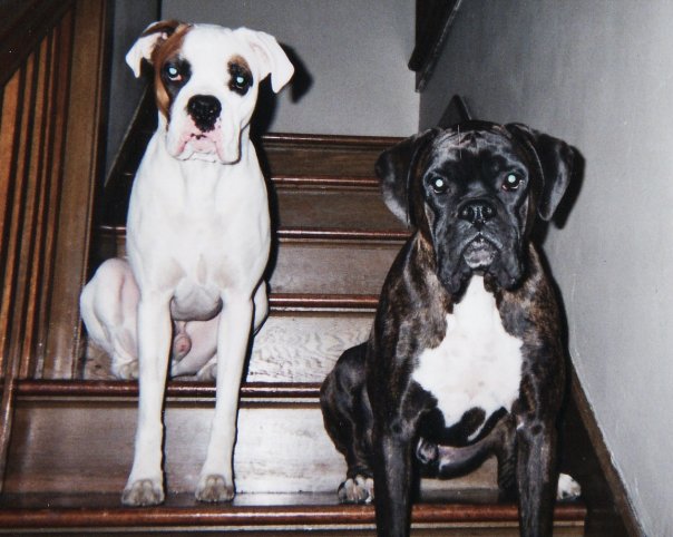 my boxers