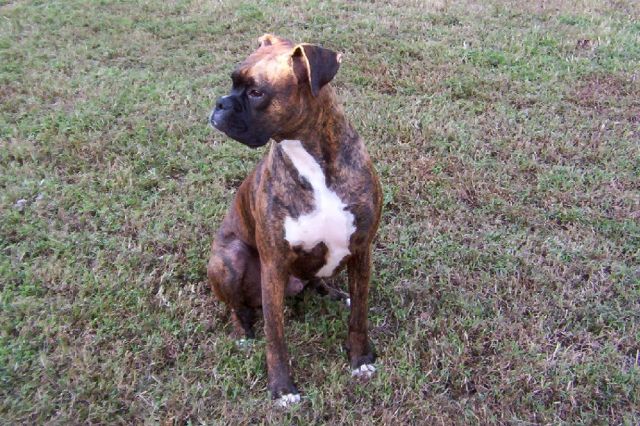 My boy Boo