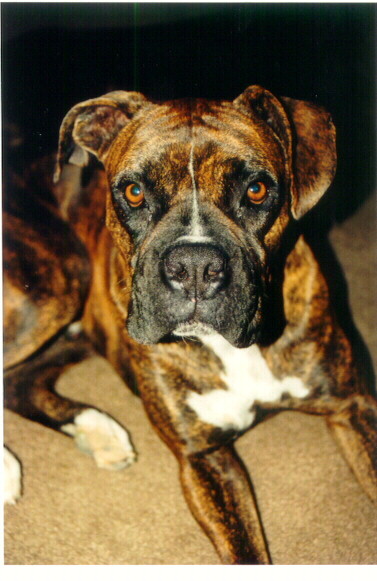 My boy Bosco