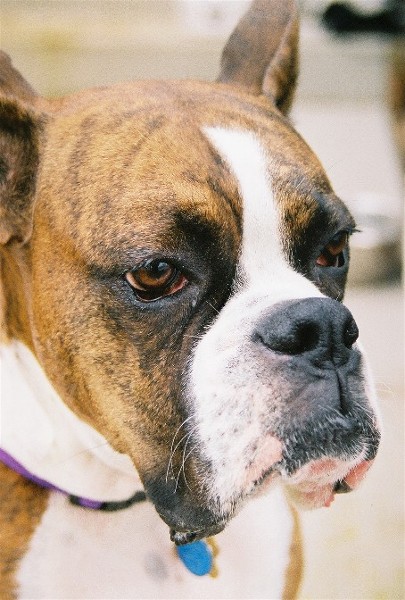 My Boy, Buster