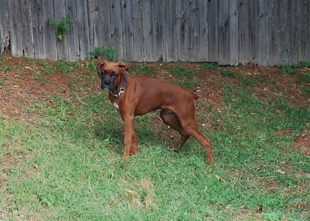 My Boy Chance