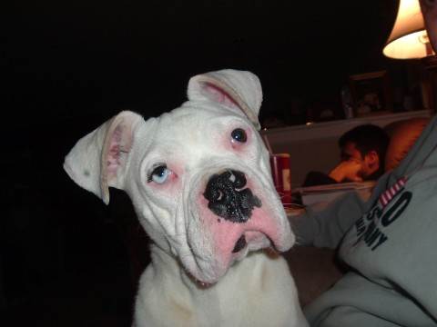 My boy Cody, 9 months