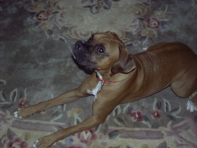 My Boy Sugar