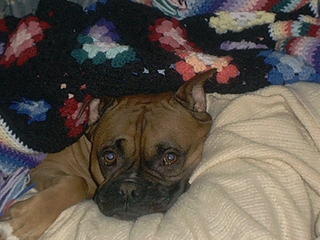 My boy.. the snuggle bug!