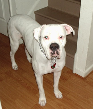 My boy Zeus